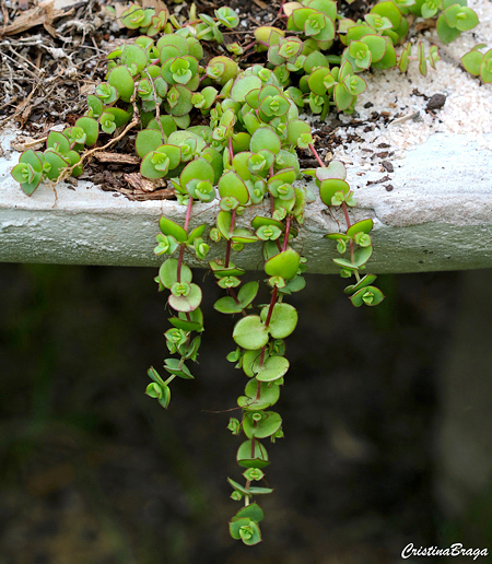 Crassula pellucida ssp. Marginalis