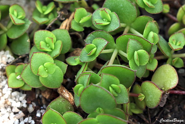 Crassula pellucida ssp. Marginalis