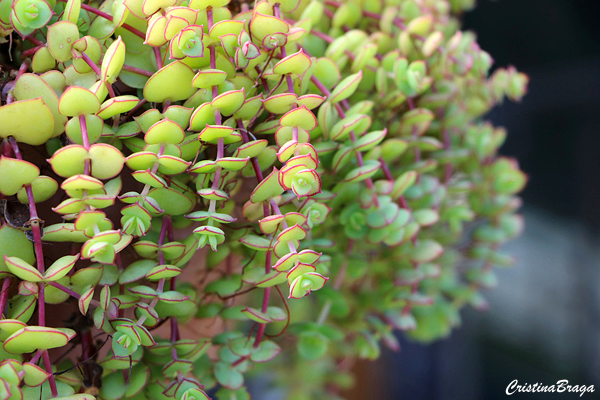 Crassula pellucida