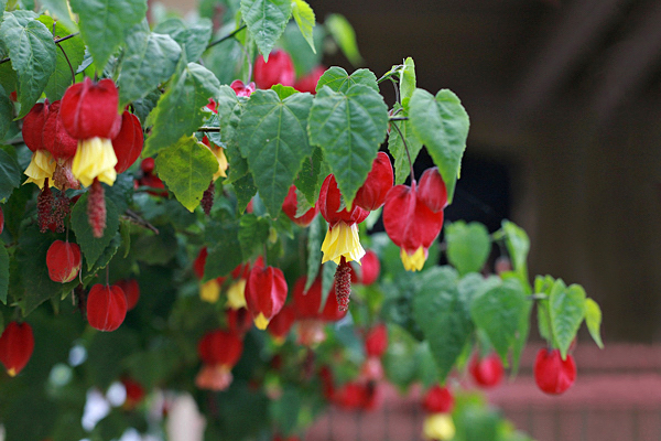 Lanterna japonesa - Abutilon megapotamicum