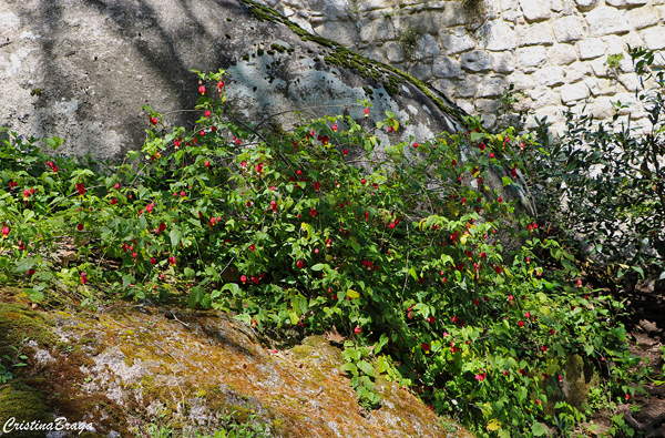 Lanterna japonesa - Abutilon megapotamicum