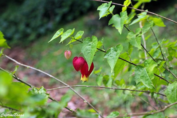 Lanterna japonesa - Abutilon megapotamicum