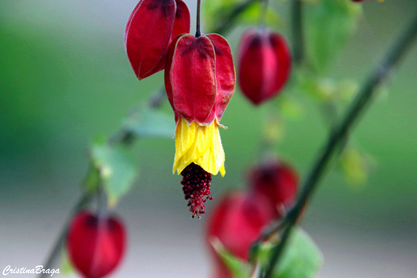 Lanterna japonesa - Abutilon megapotamicum