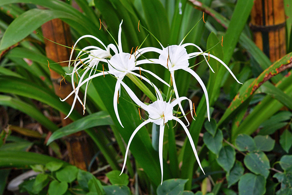 Lírio aranha - Hymenocallis caribaea