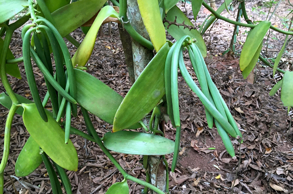 Orquídea Vanilla planifolia