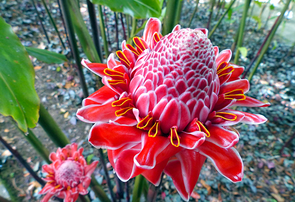 Bastão do imperador - Etlingera elatior - Flores e Folhagens