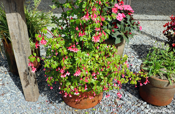 Begonia fucsia - Begonia fuchsioides