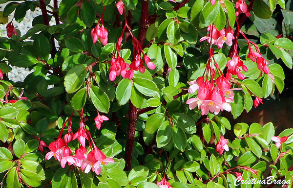 Begônia fúcsia - Begonia fuchsioides - Flores e Folhagens