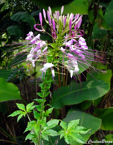 Cleome - Cleome hassleriana