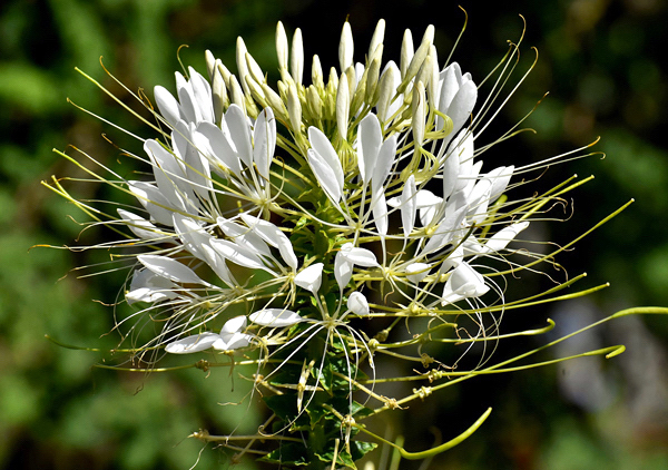 Cleome - Cleome hassleriana