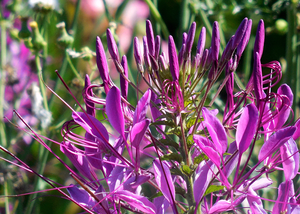 Cleome - Cleome hassleriana