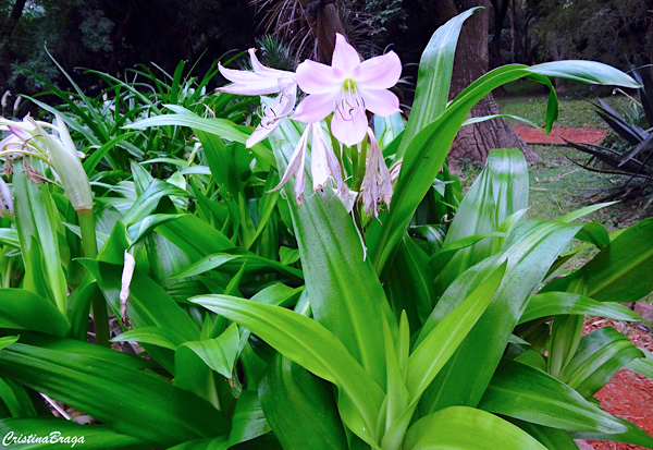 Crinum J. C. Harvey