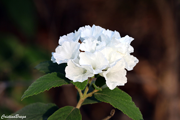 Moleque duro - Cordia leucocephala