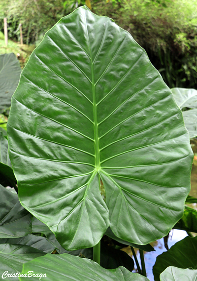 Orelha de elefante - Colocasia gigantea