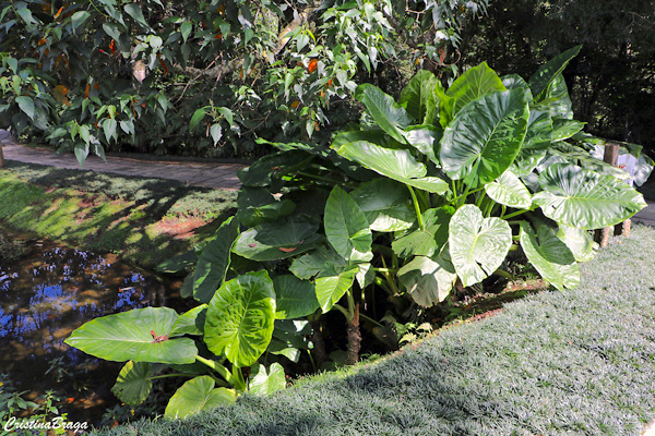 Orelha de elefante - Colocasia gigantea