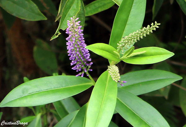 Veronica - Hebe speciosa