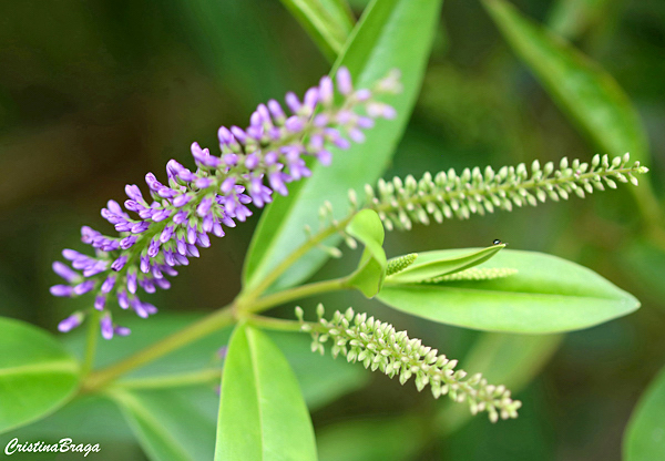 Verônica - Hebe speciosa