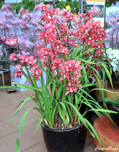 Orquidea Cymbidium spp