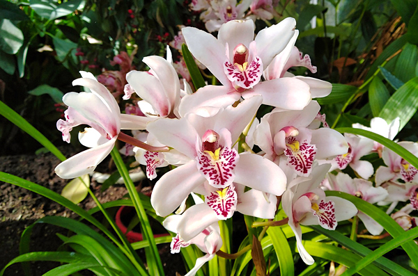 Orquidea Cymbidium spp