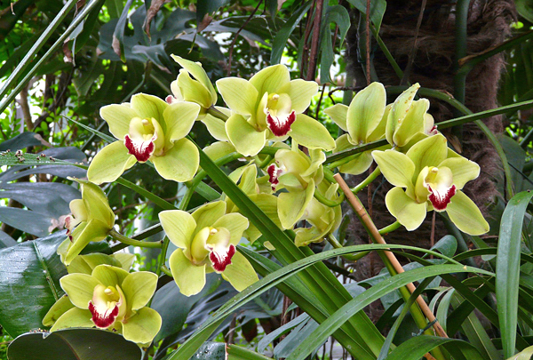 Orquidea Cymbidium spp