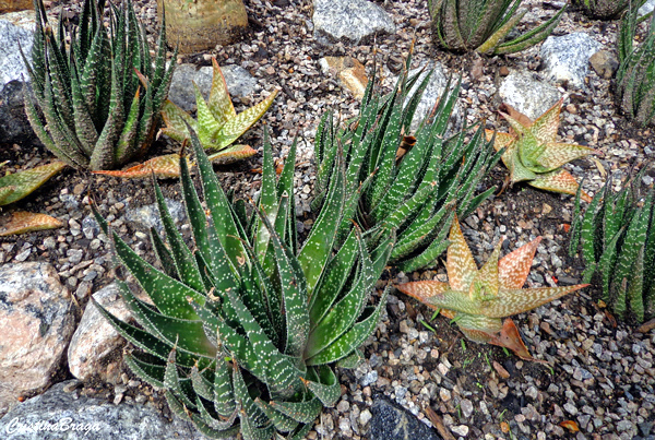 Rabo de teiú - Gasteraloe beguinii