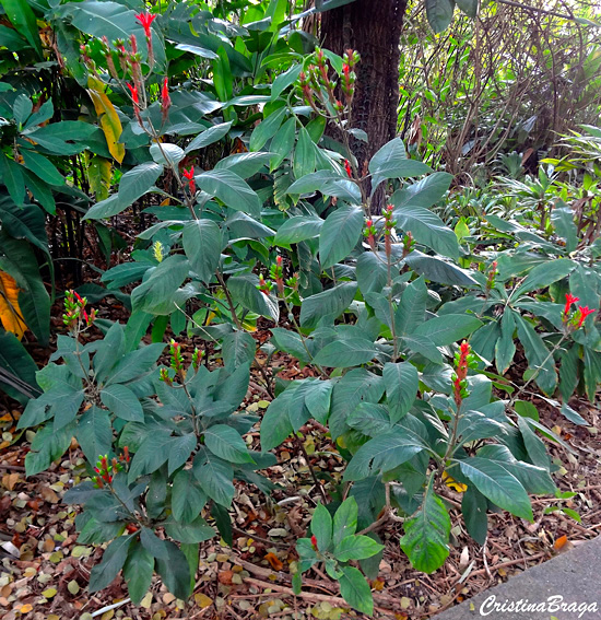 Aphelandra longiflora Lindl