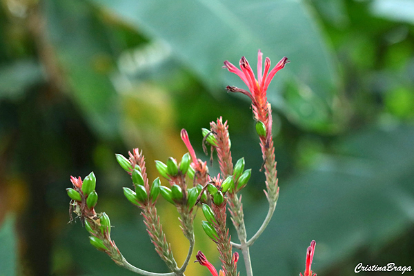 Aphelandra longiflora Lindl