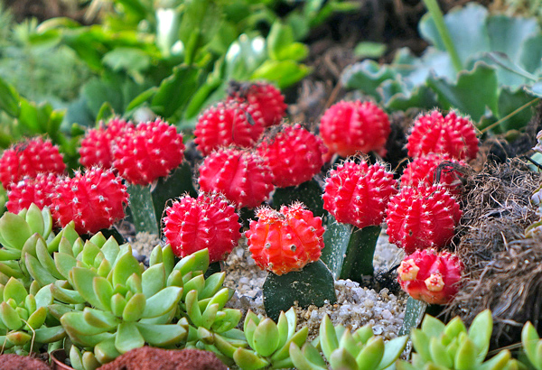 Cactos coloridos - Gymnocalycium mihanovichii