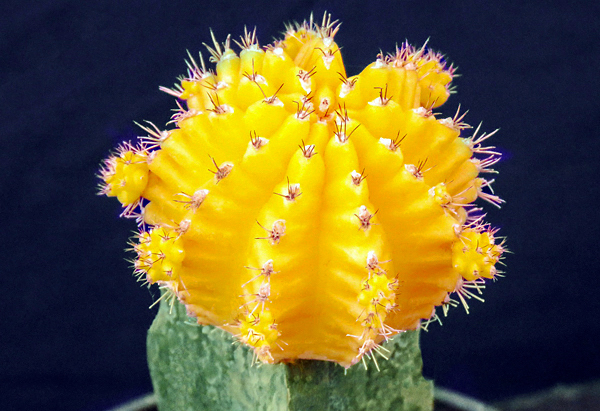 Cactos coloridos - Gymnocalycium mihanovichii