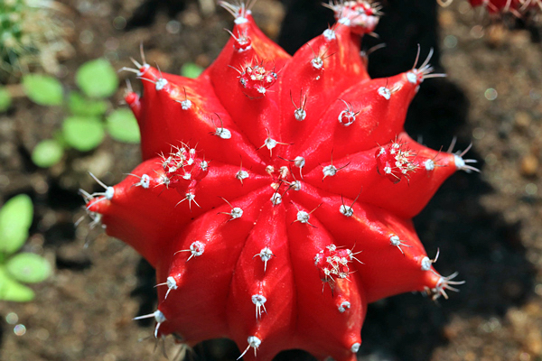 Cactos coloridos - Gymnocalycium mihanovichii