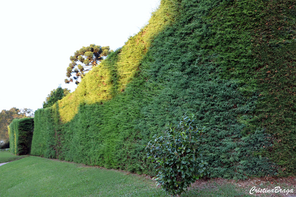 Cedrinho - Cupressus lusitanica