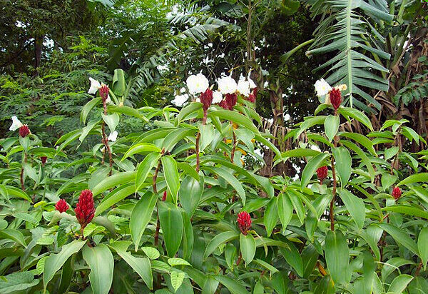 Cóstus - Costus speciosus