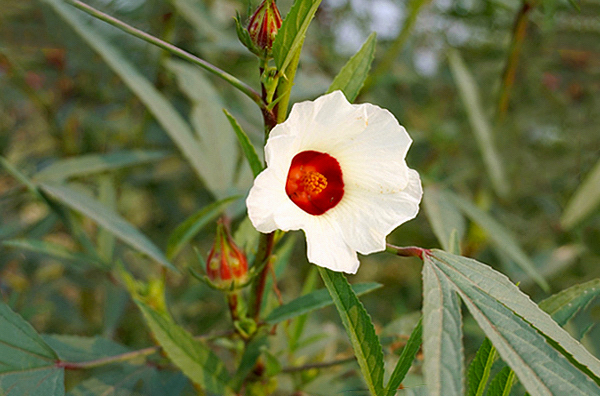 Hibisco Vinagreira - Hibiscus sabdariffa