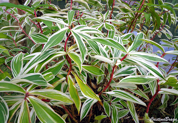 Cóstus - Costus speciosus