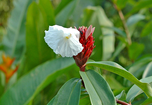 Cóstus - Costus speciosus