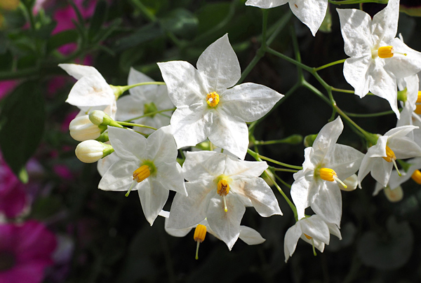 Solanum laxum