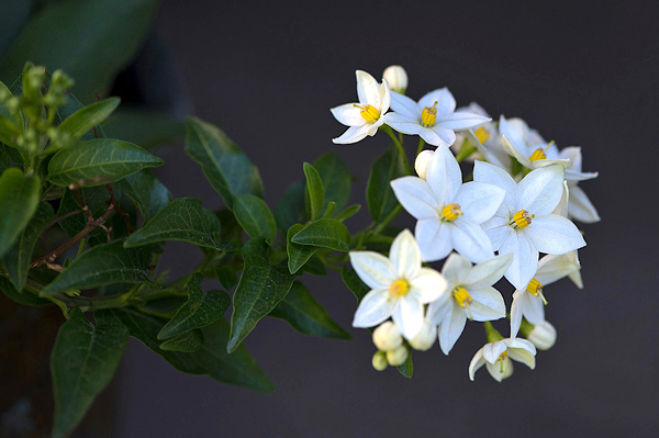 Solanum laxum