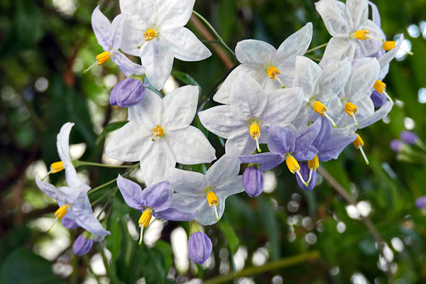 Solanum laxum