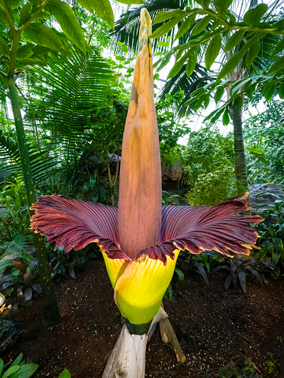 Flor cadáver - Amorphophallus titanum