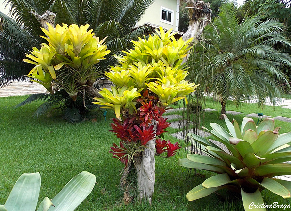 Neoregelia vandarm 