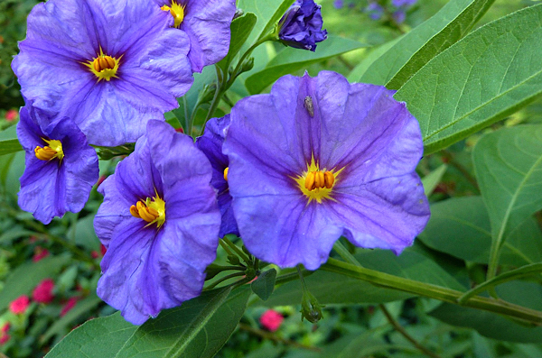 Solano azul - Lycianthes rantonnetii