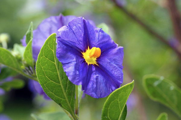 Solano azul - Lycianthes rantonnetii