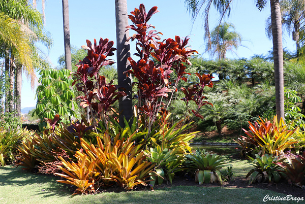 Bromélia Porto Seguro - Aechmea blanchetiana