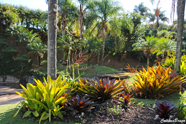 Bromélia Porto Seguro - Aechmea blanchetiana