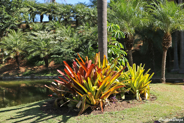 Bromélia Porto Seguro - Aechmea blanchetiana - Flores e Folhagens