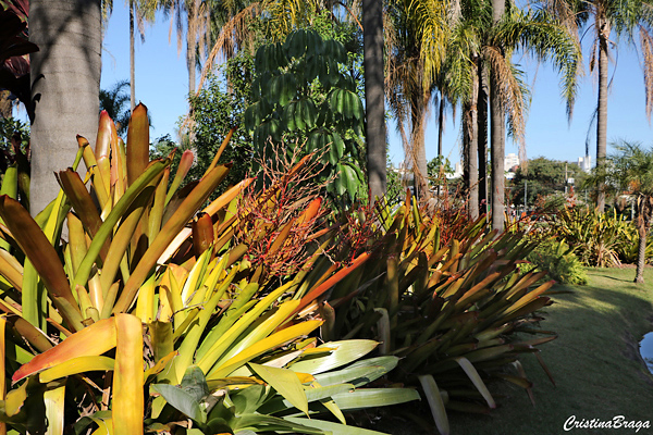 Bromélia Porto Seguro - Aechmea blanchetiana