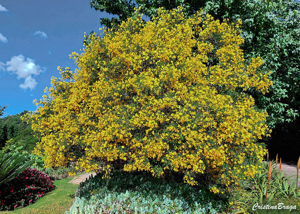 Canudo de pito - Senna bicapsularis