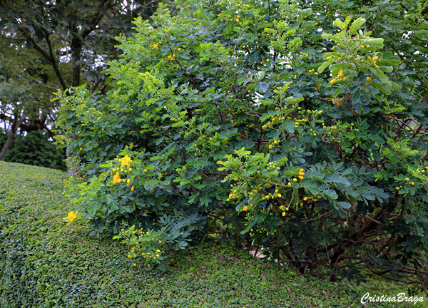 Canudo de pito - Senna bicapsularis