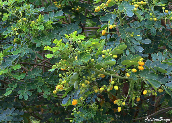 Canudo de pito - Senna bicapsularis