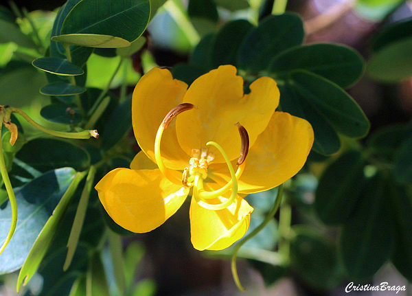 Canudo de pito - Senna bicapsularis